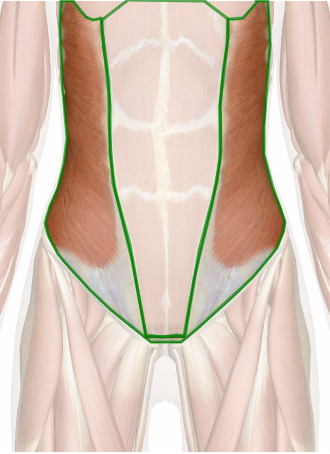 Anatomical View of the External Abdominal Obliques to show which Muscles Strain