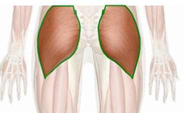 Image and Text showing how Gluteus Maximus can cause Muscle Strain